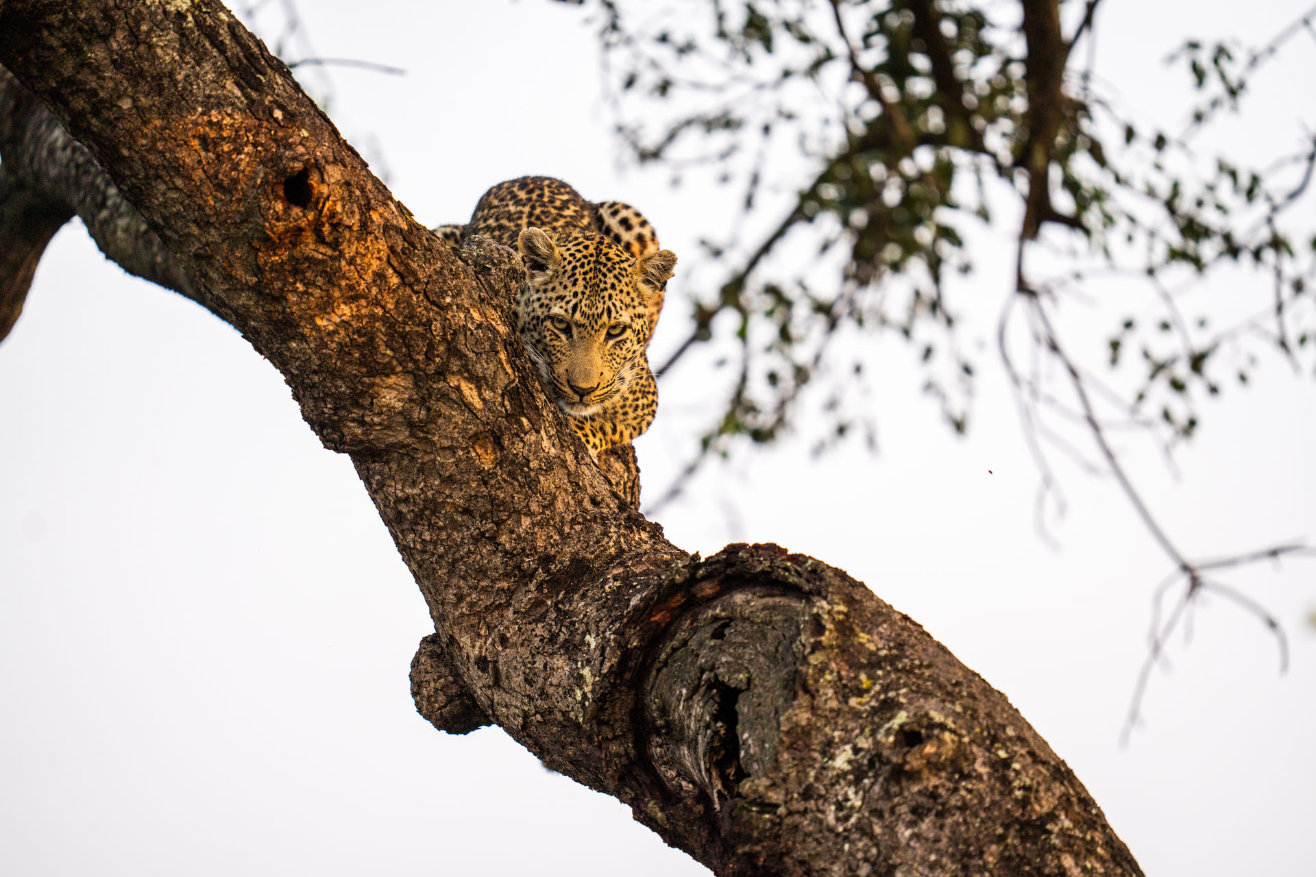 leopard-silvan-safari.jpg