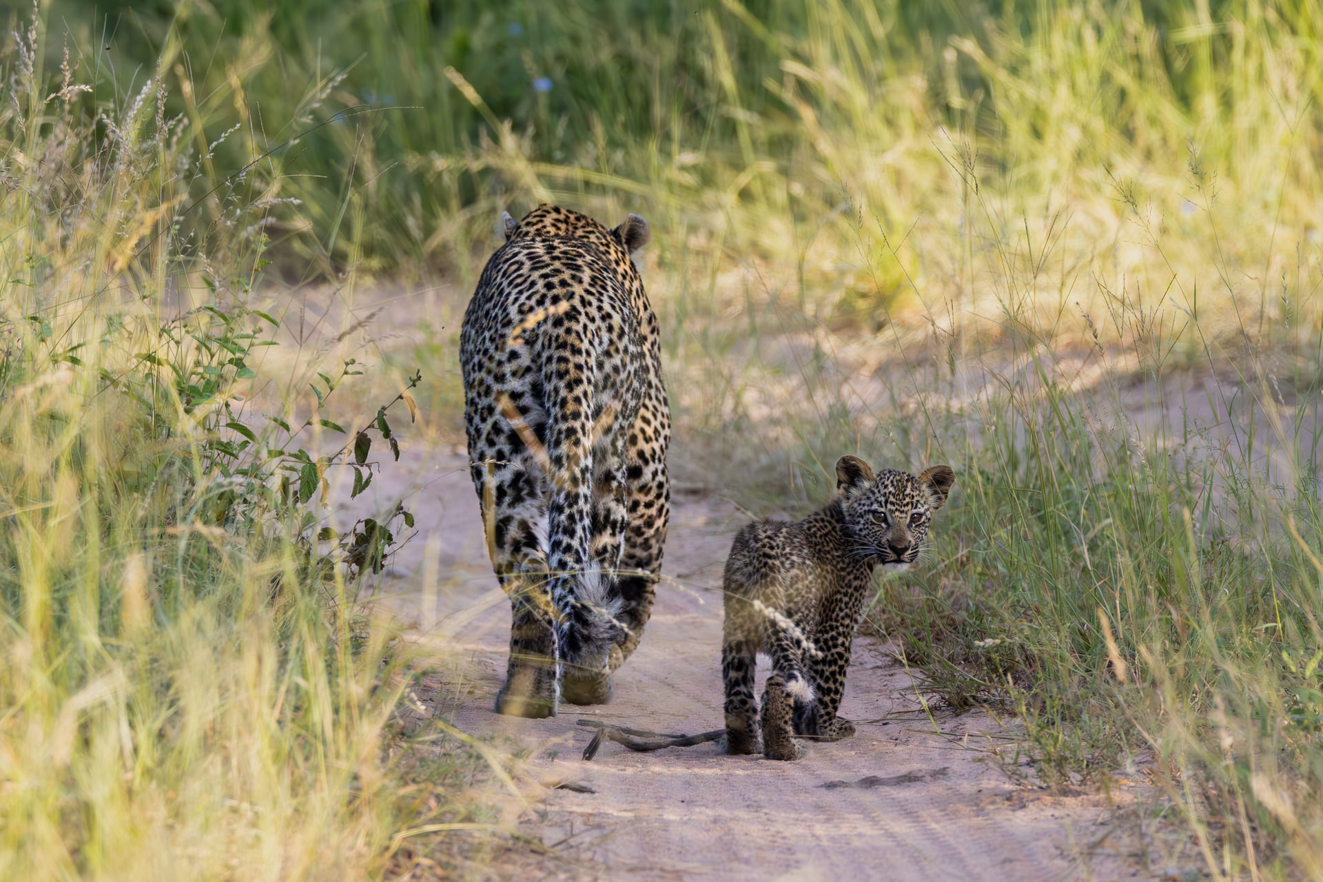 makhomsava-and-cub-silvan.jpg