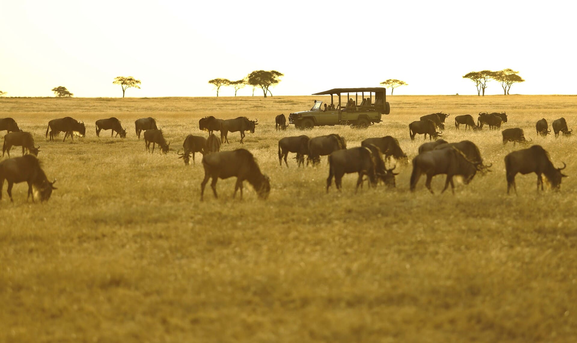 ubuntu-camp-migration-game-drive1.jpg