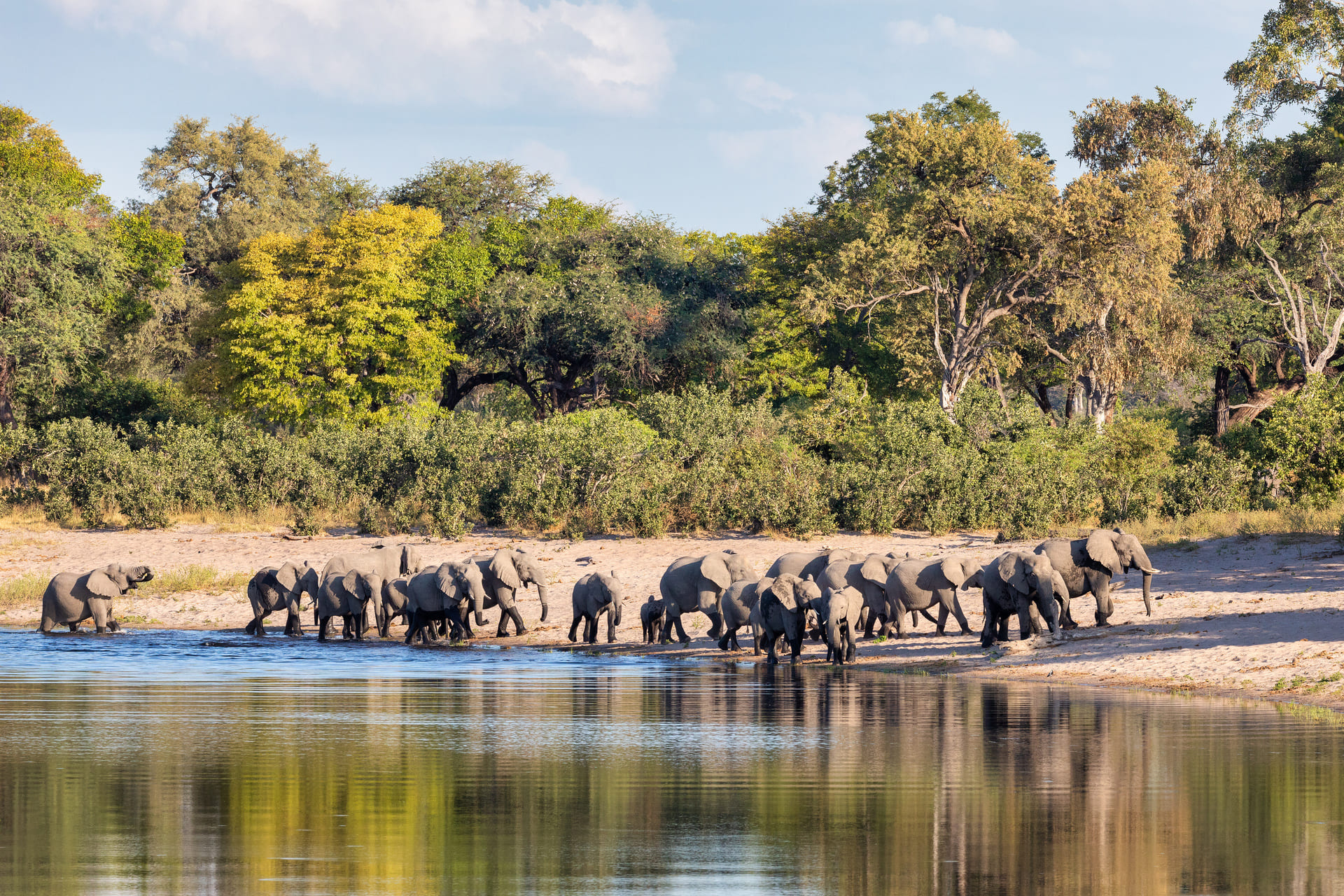 herd-of-elephants-in-caprivi.jpeg