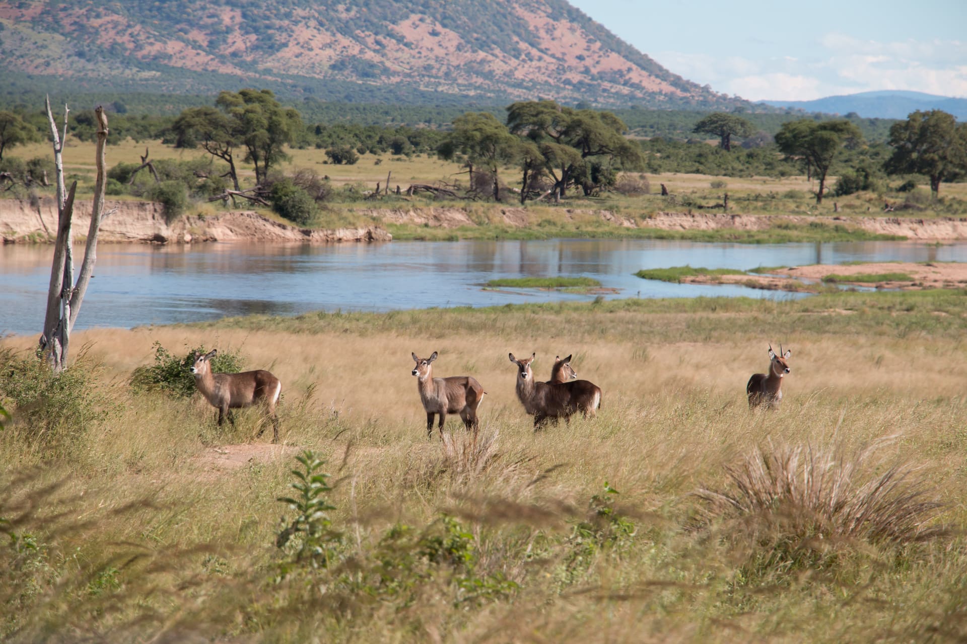 waterbucks-in-ruaha-national-park.jpeg