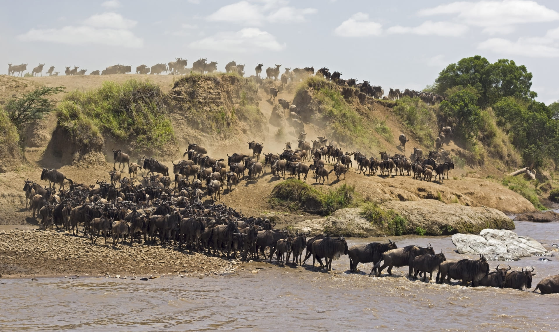 great-migration-river-crossing.jpg