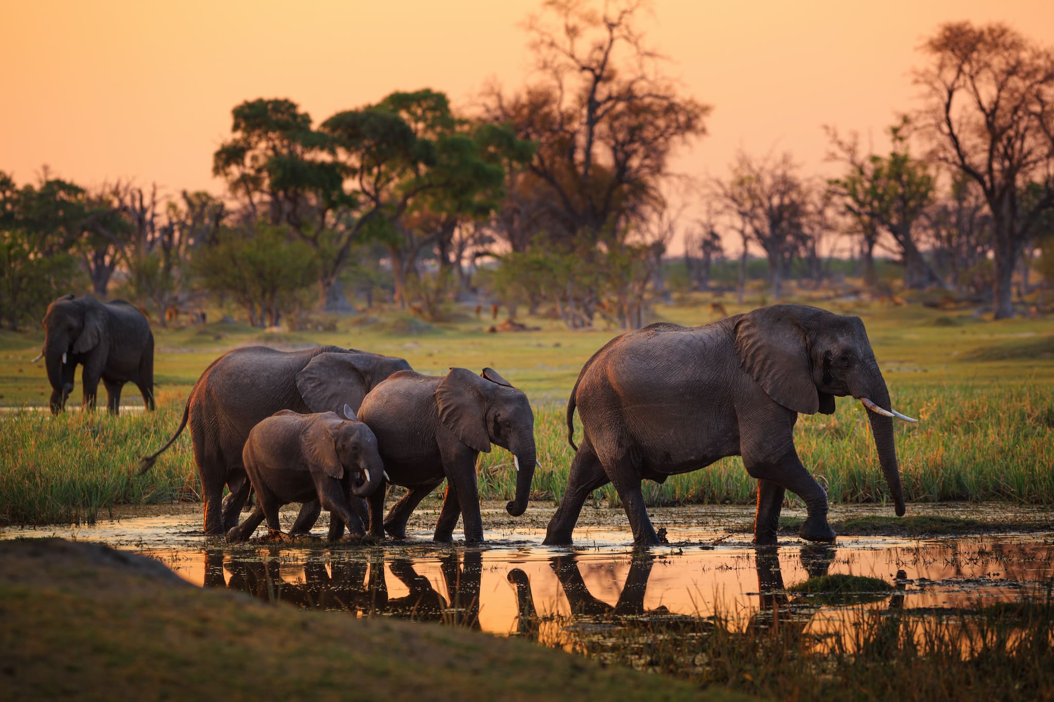 header-elephants-in-moremi-game-reserve-botswana_127182011.jpeg