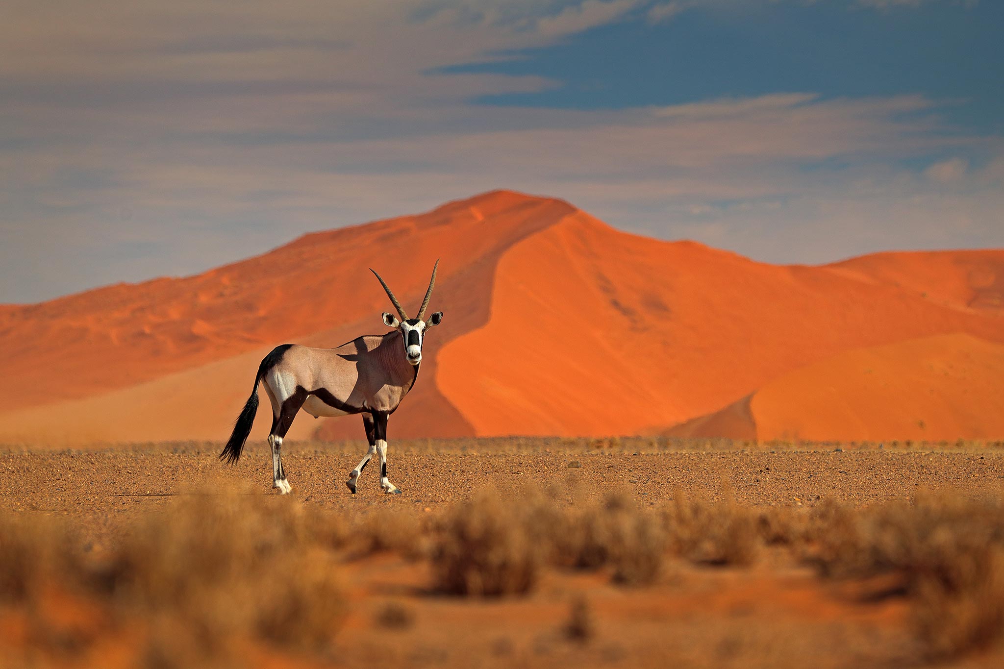 header-gemsbok-with-orange-sand-dune-evening-sunset_243676200.jpg