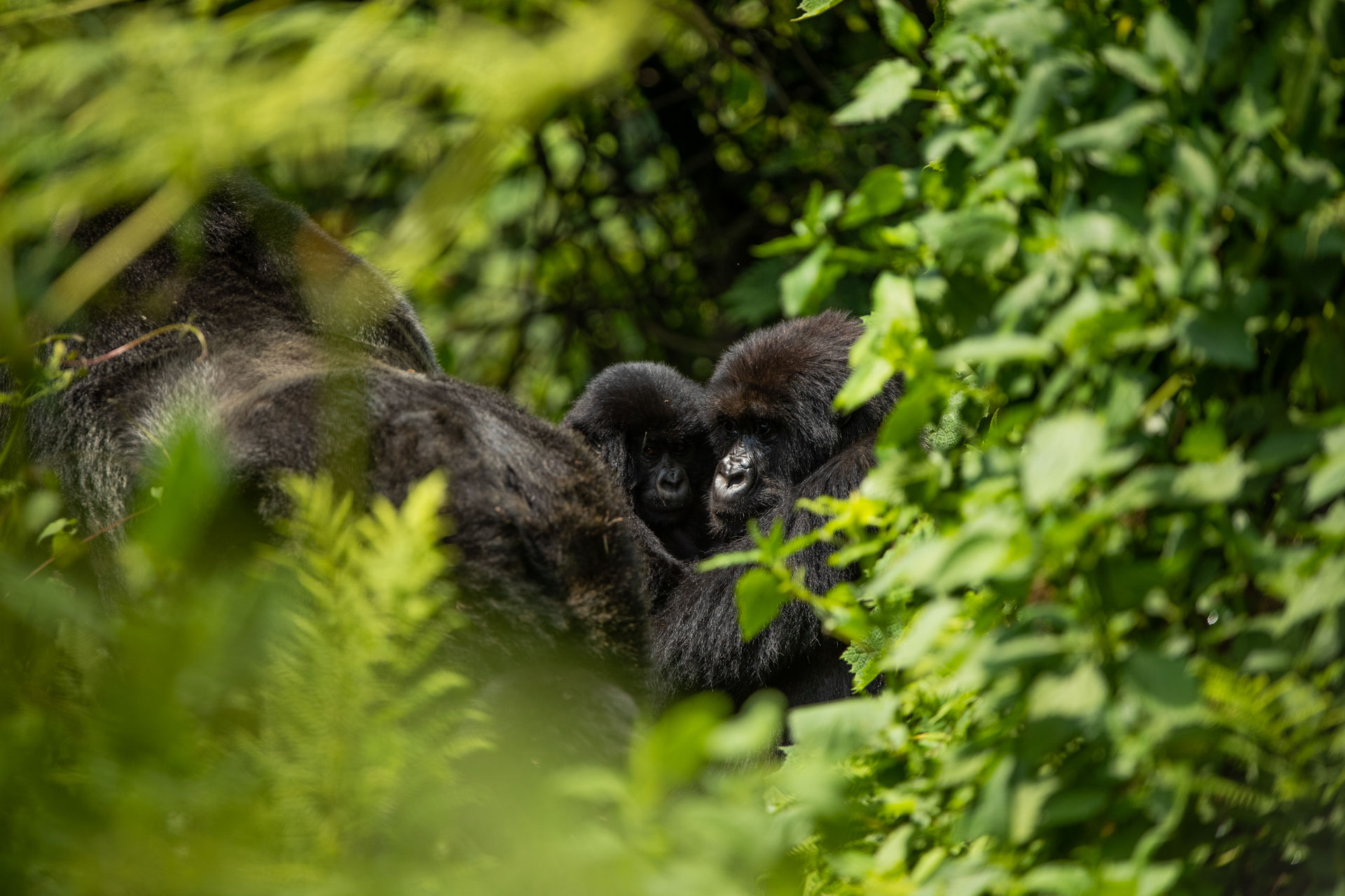 africa-up-close-by-rhino-africa-gorillas-nest-rwanda-382-1.jpeg