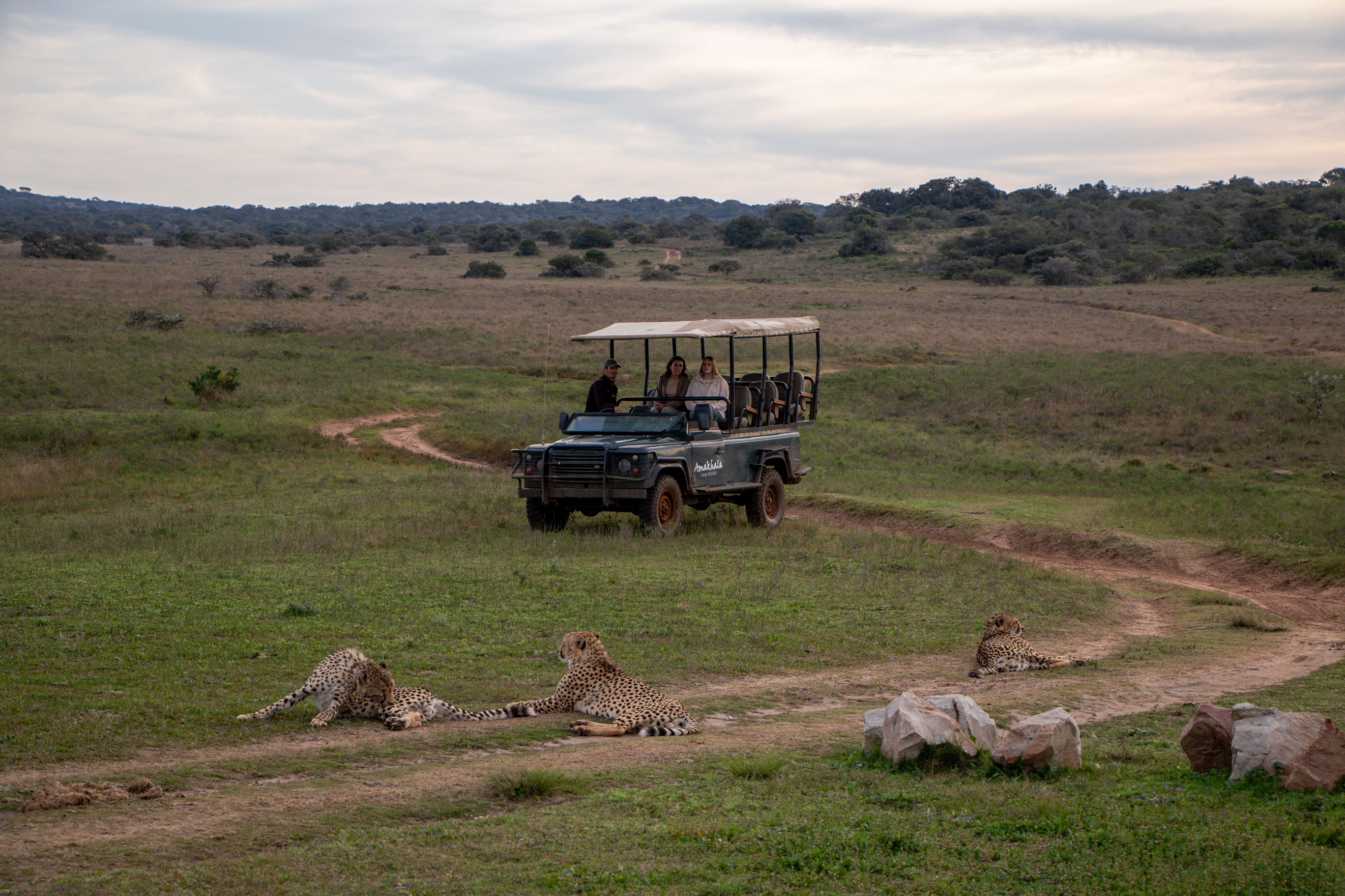 luxury-safaris-with-rhino-africa-at-amakhalan8a9921-1.jpg