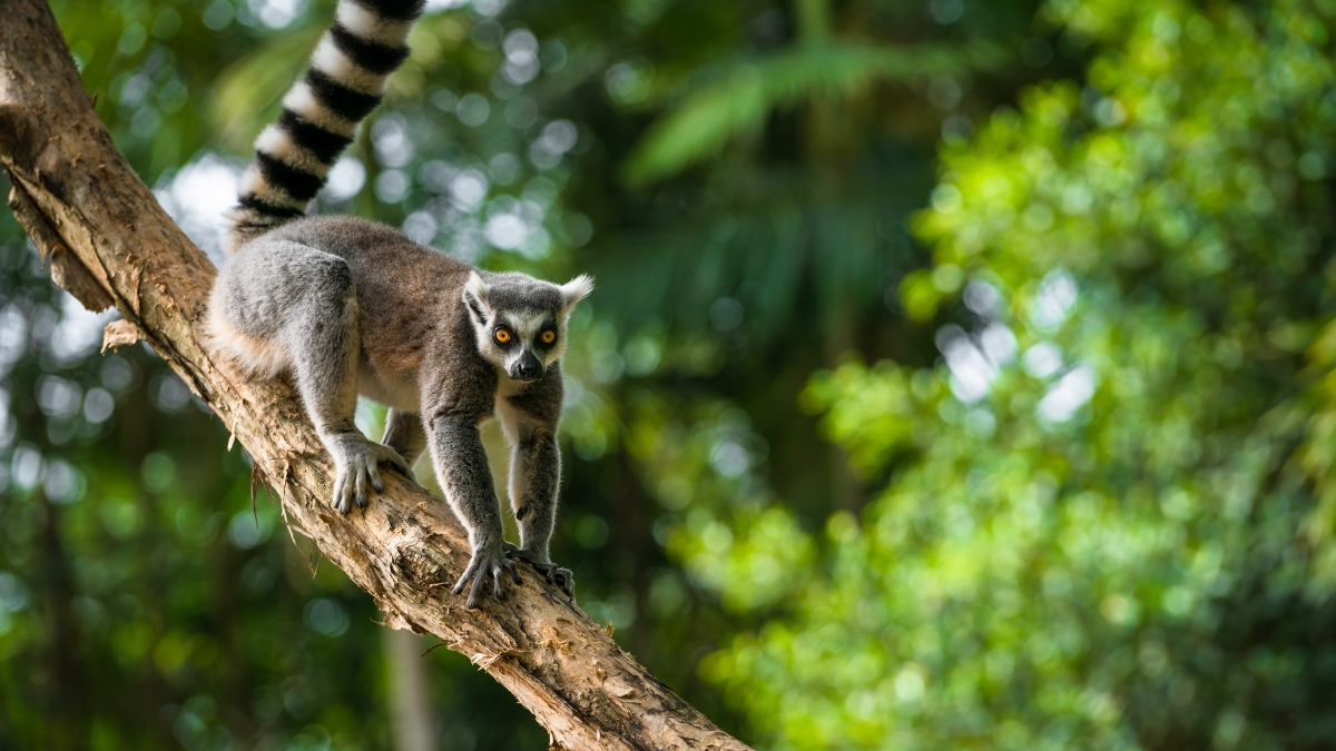 10ring-tailed-lemur-in-a-tree_263612601.jpeg