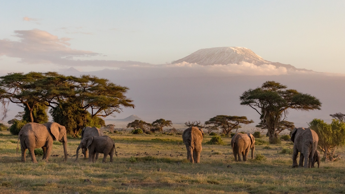 8elephants-in-front-of-mount-kilimanjaro-at-amboseli-national-park-in-kenya-africa-AdobeStock_293161756.jpeg