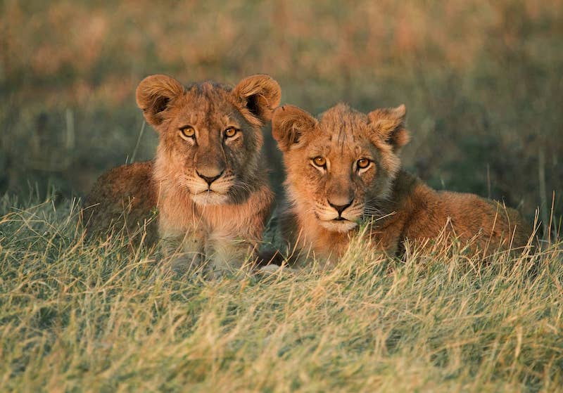 lion-cubs-mombo-camp-okavango-delta-botswana-2935.jpg