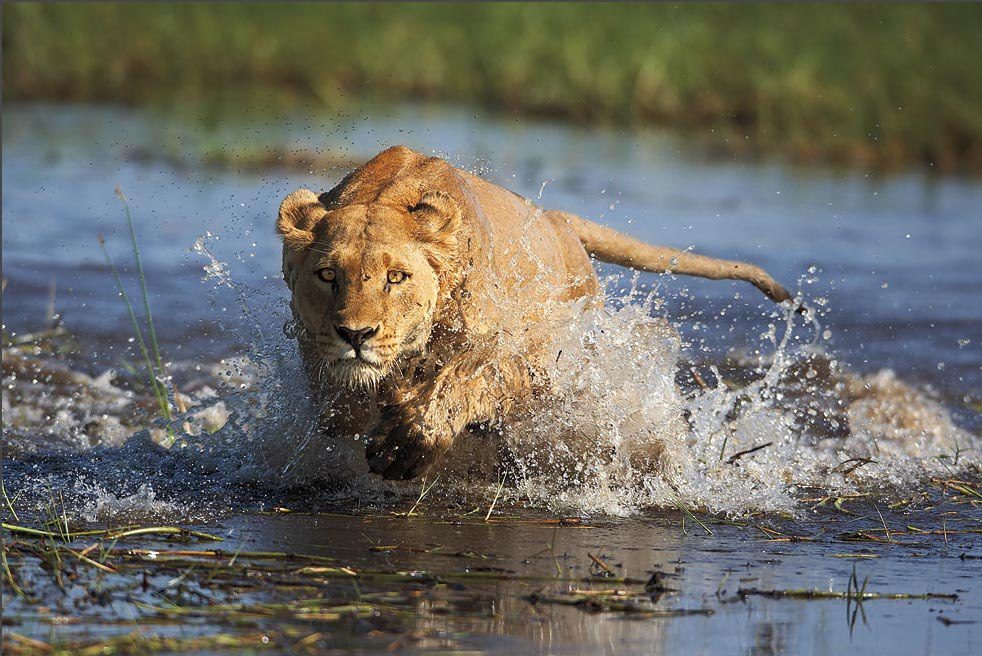 o2a-Okavango-Delta-lioness.jpg