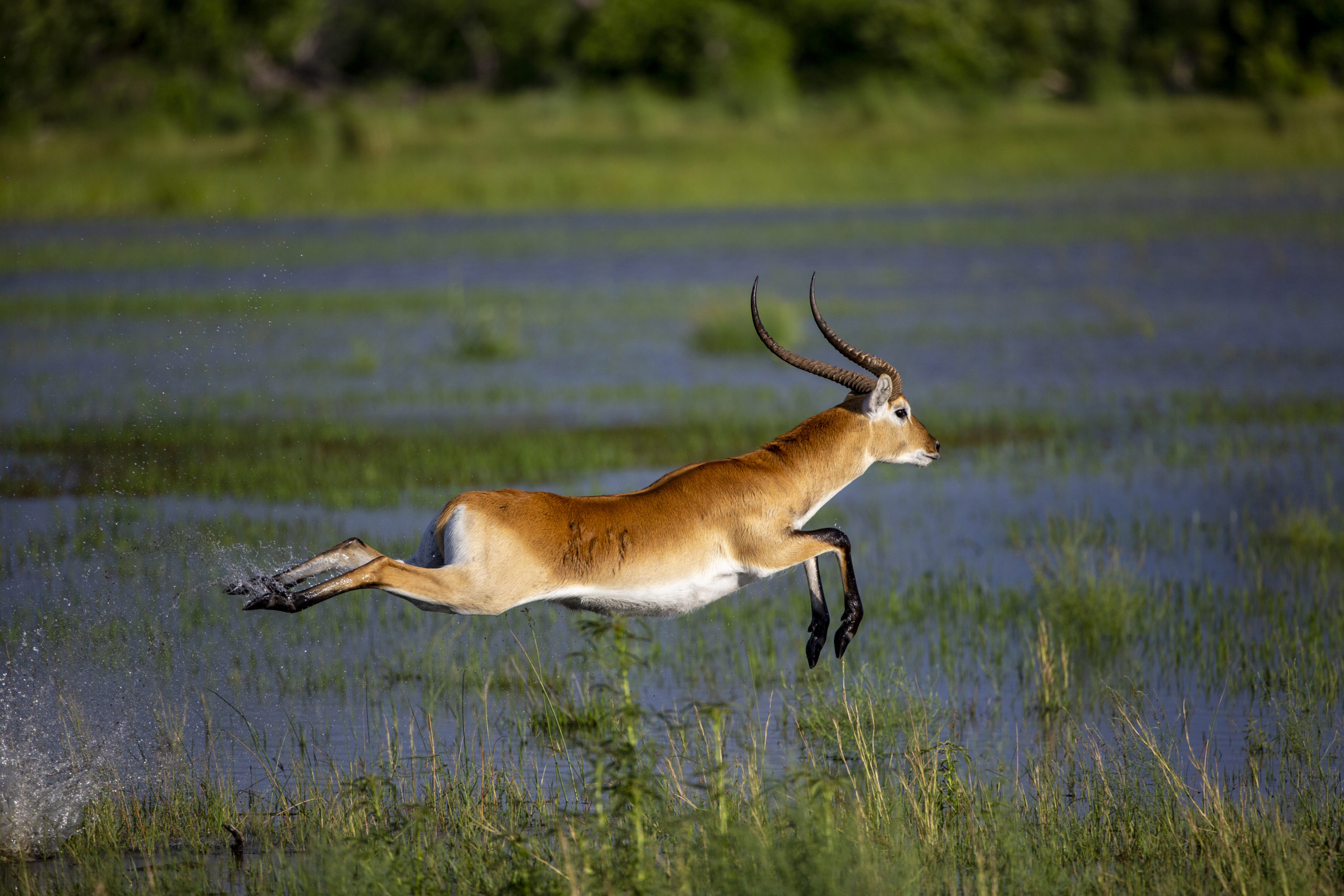 o2a-Red-Lechwe-sable-alley.jpg