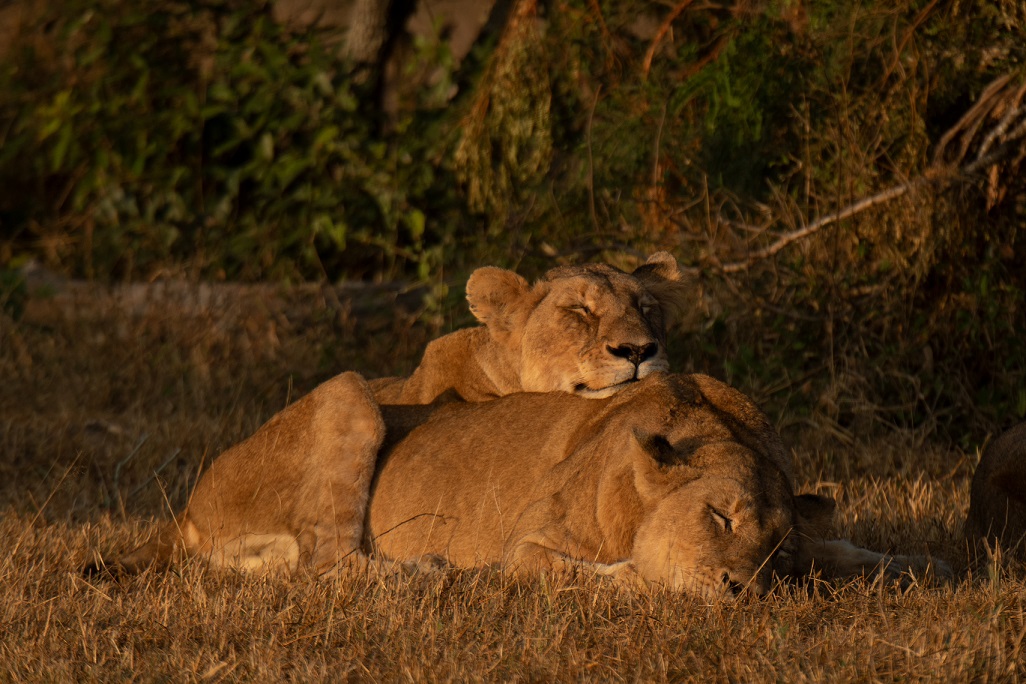 Lionesses - Silvan - Stevan_.jpg