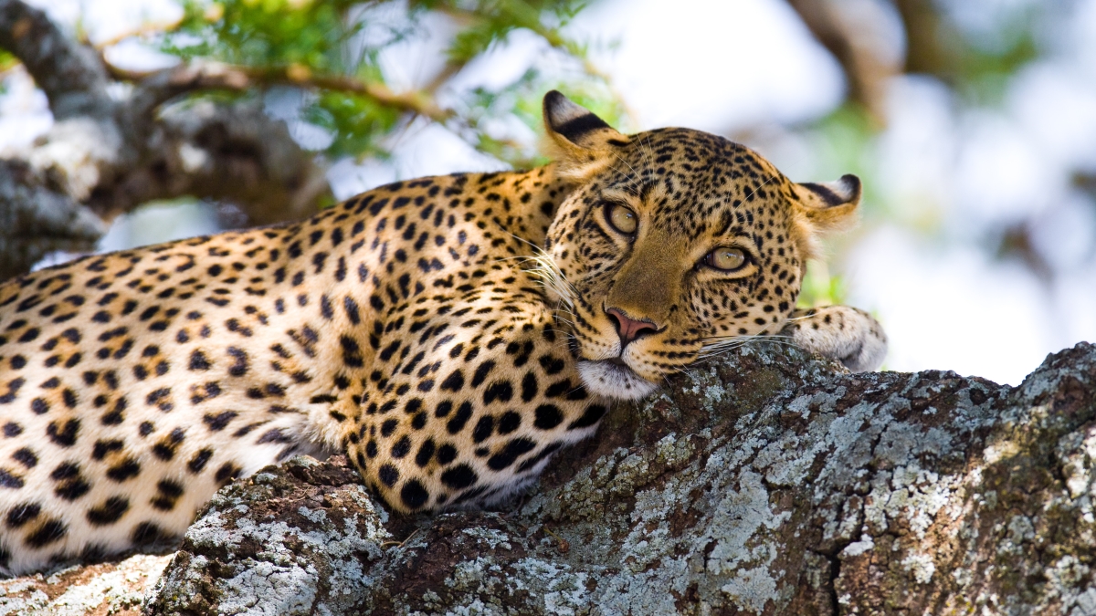 1. leopard-is-lying-on-a-tree-national-park-kenya-tanzania-maasai-mara-serengeti_100708787.jpeg