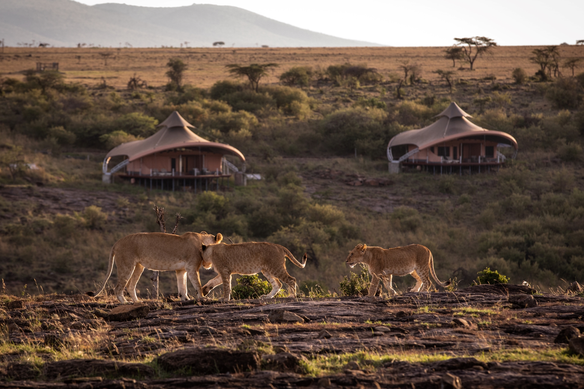 17. Mahali-Mzuri-maasai-mara-kenya-lions.jpg