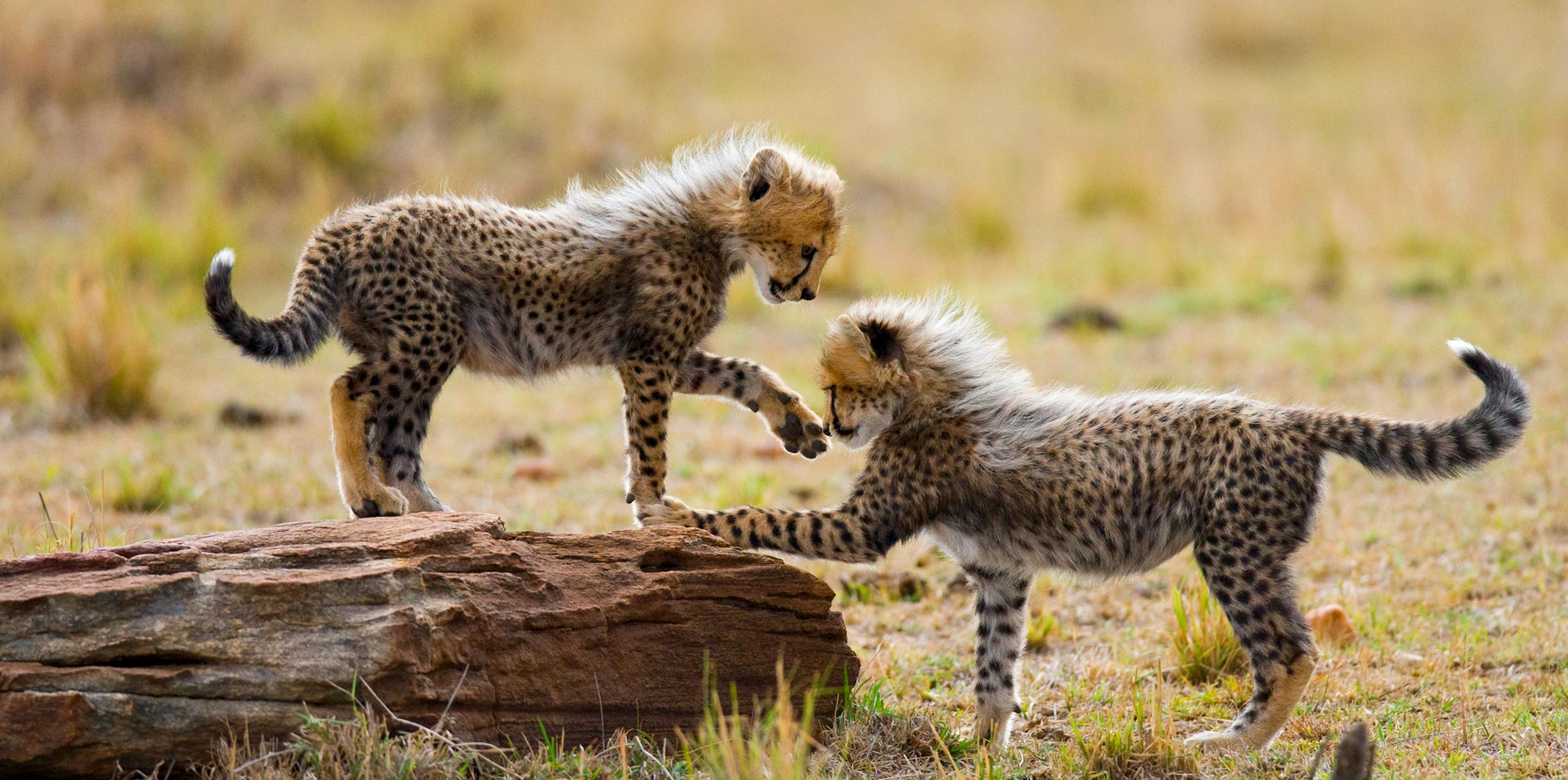 4. cheetah-cubs-play-in-the-savannah-kenya-tanzania-africa-wildlife-01-main.jpg