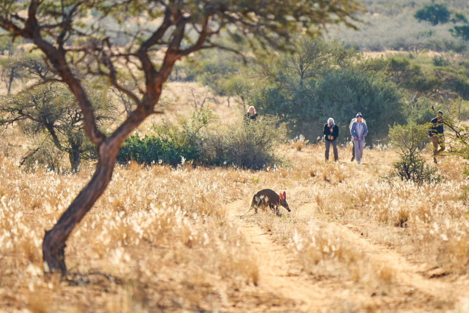 tswalu-kalahari-activities-bush-walk-aardvark-01-940x627.jpg