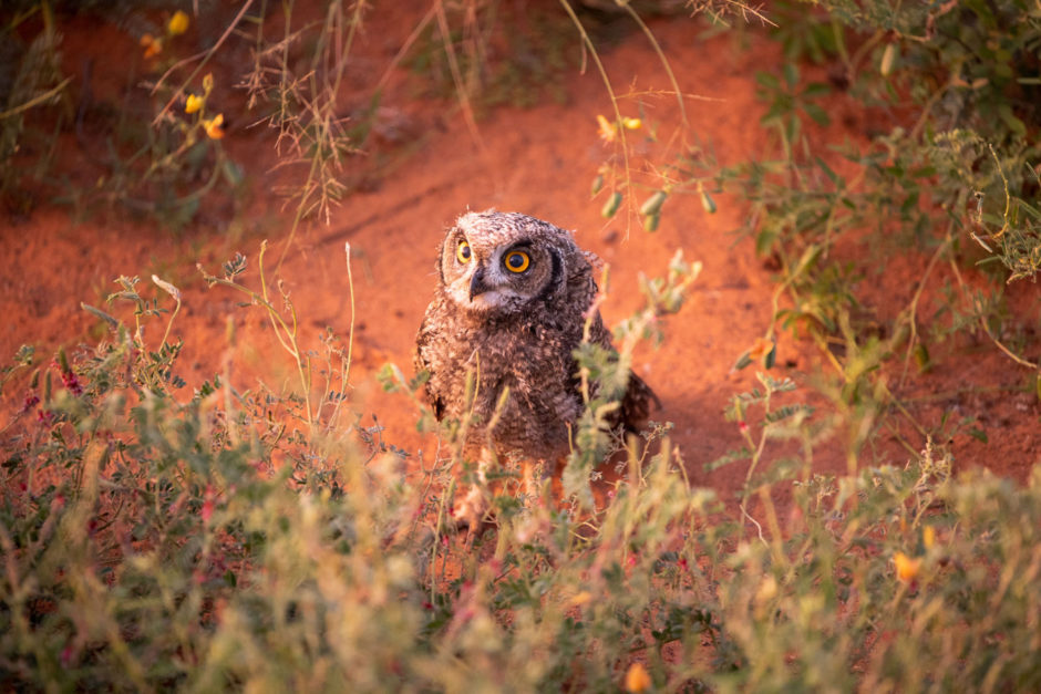 tswalu-kalahari-birdlife-01-940x627.jpg