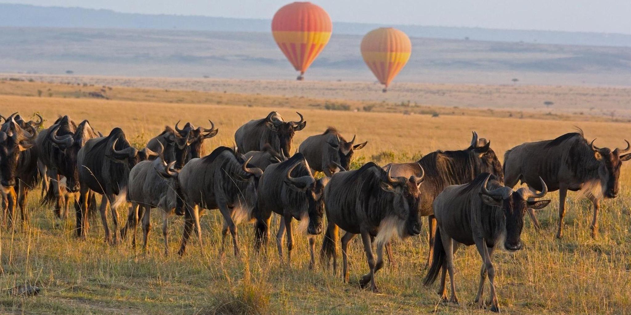 03-balloon-safari-wildebeest-maasai-mara-kenya.jpg