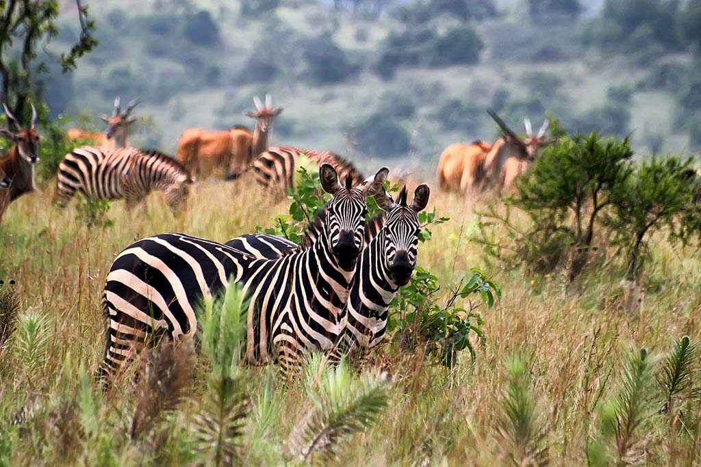 3_akagera-national-park-in-rwanda-AdobeStock_39658454.jpg