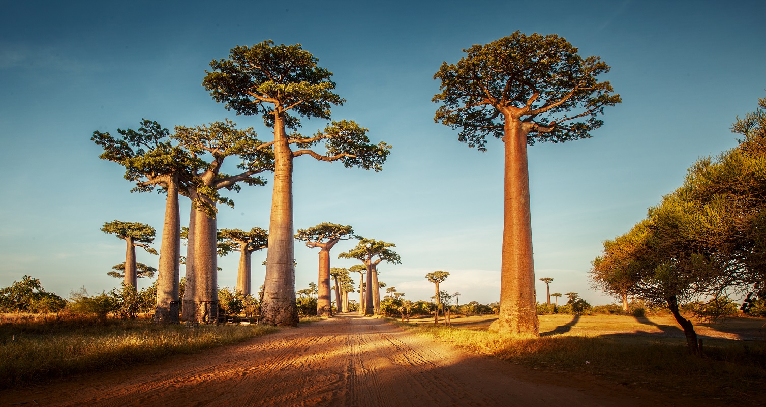 Madagascar.jpeg