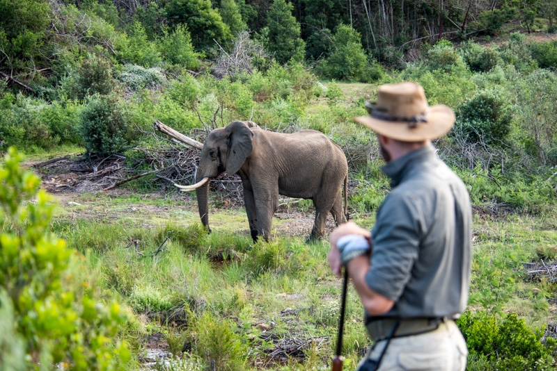 Walking-safari-pioneer-trail-gondwana-2.jpg