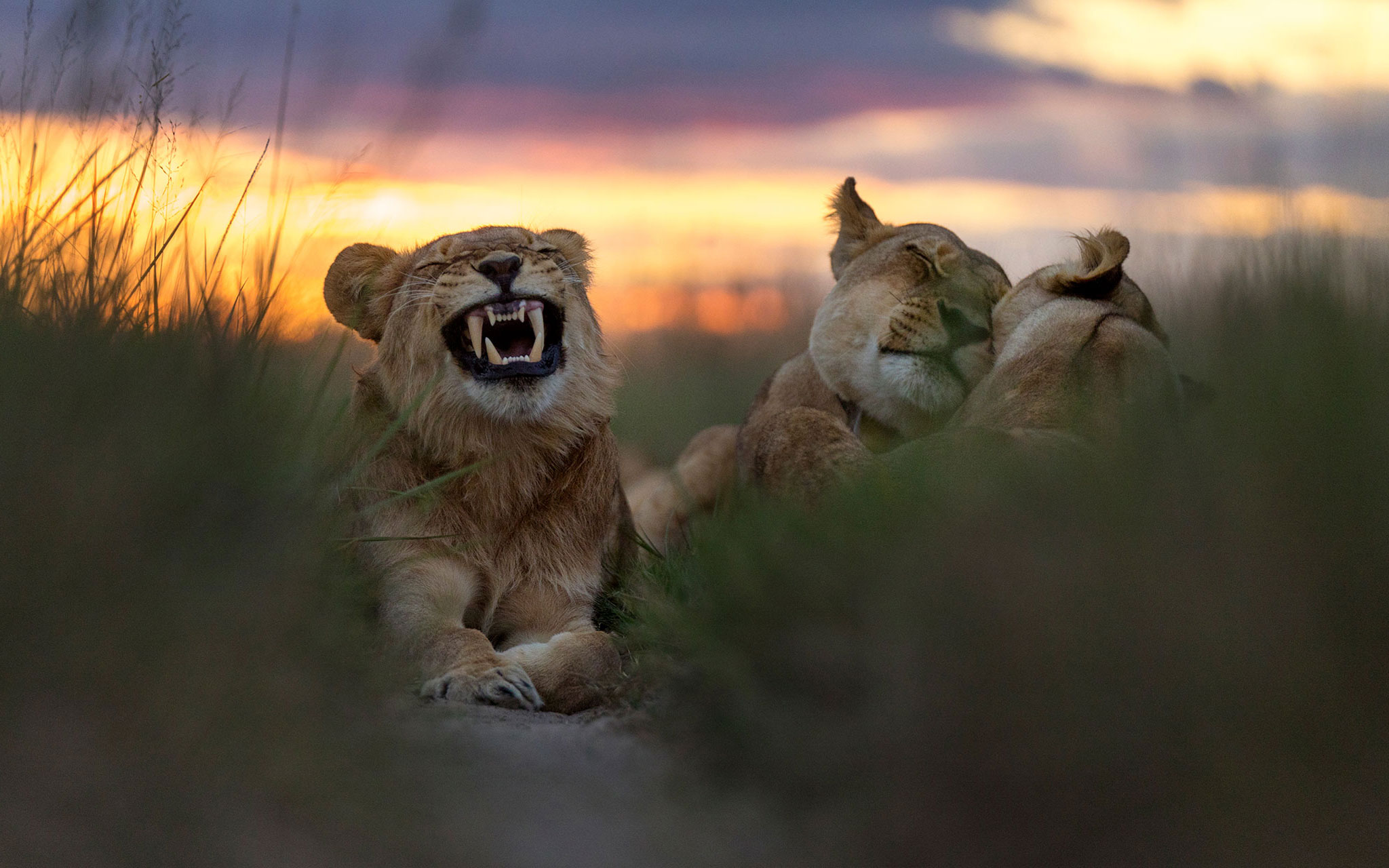 _terms_and_conditions_davidson-s-camp-hwange-female-lions-sunset-by-rhino-africa_D6A2447-cropped.jpg