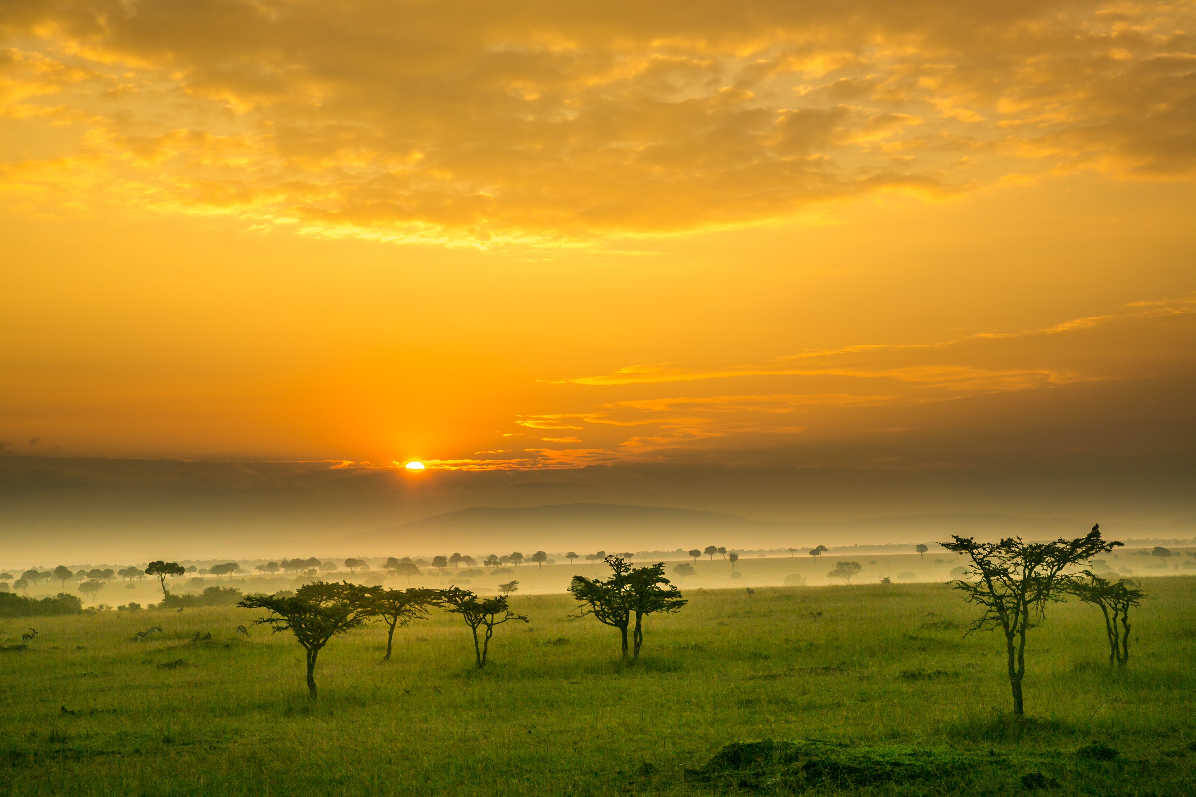 acacia-trees-and-spring-green-grass-at-sunrise-on-the-maasai-mara-savannah-kenya-africa417478128-1.jpeg