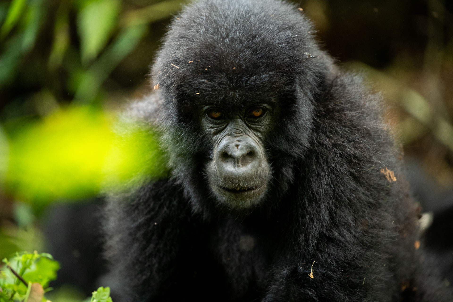africa-up-close-by-rhino-africa-gorillas-nest-rwanda-339.jpeg