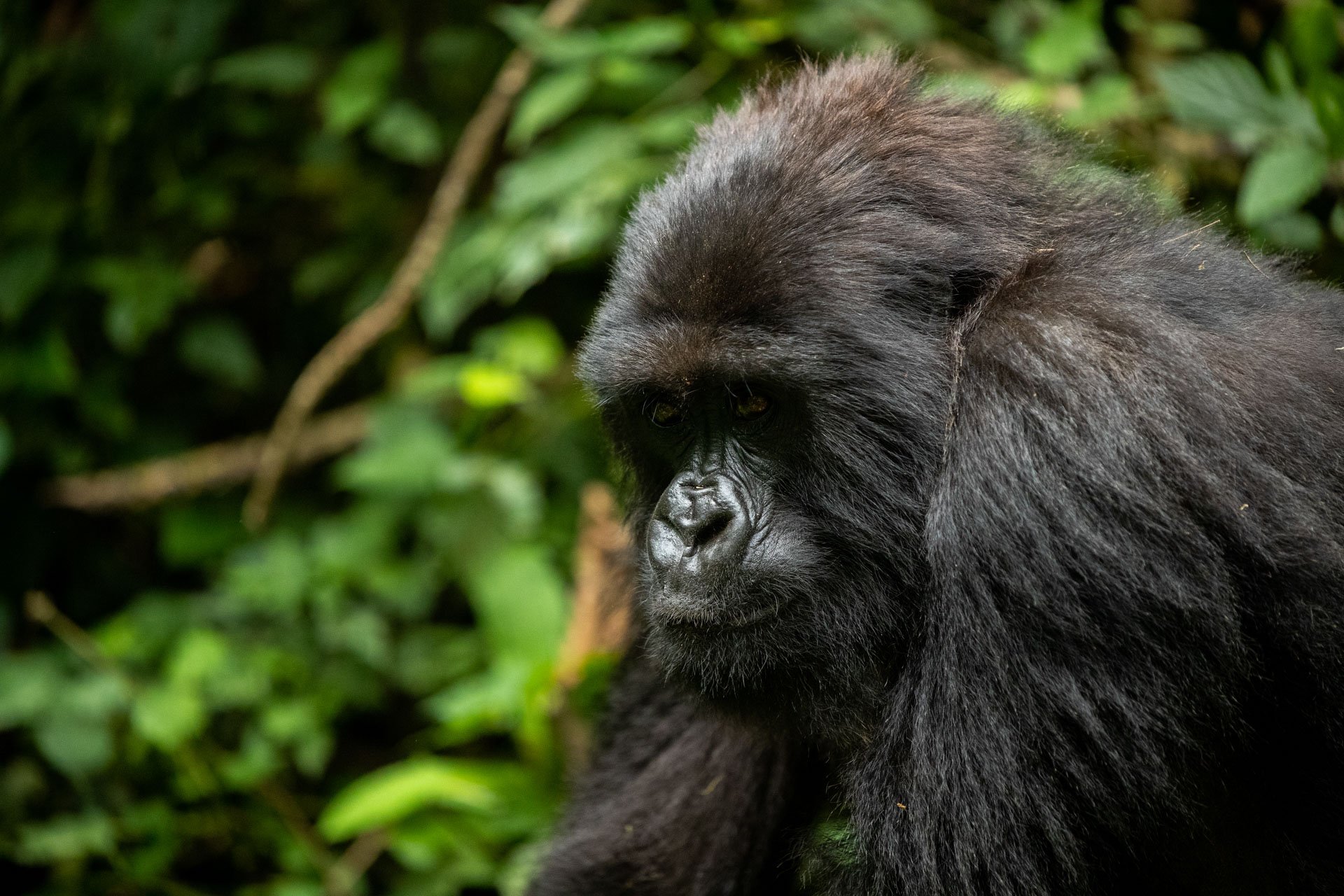 africa-up-close-by-rhino-africa-gorillas-nest-rwanda-352.jpeg