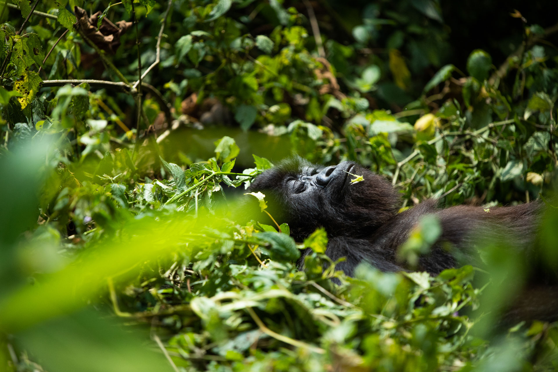 africa-up-close-by-rhino-africa-gorillas-nest-rwanda-373.jpeg