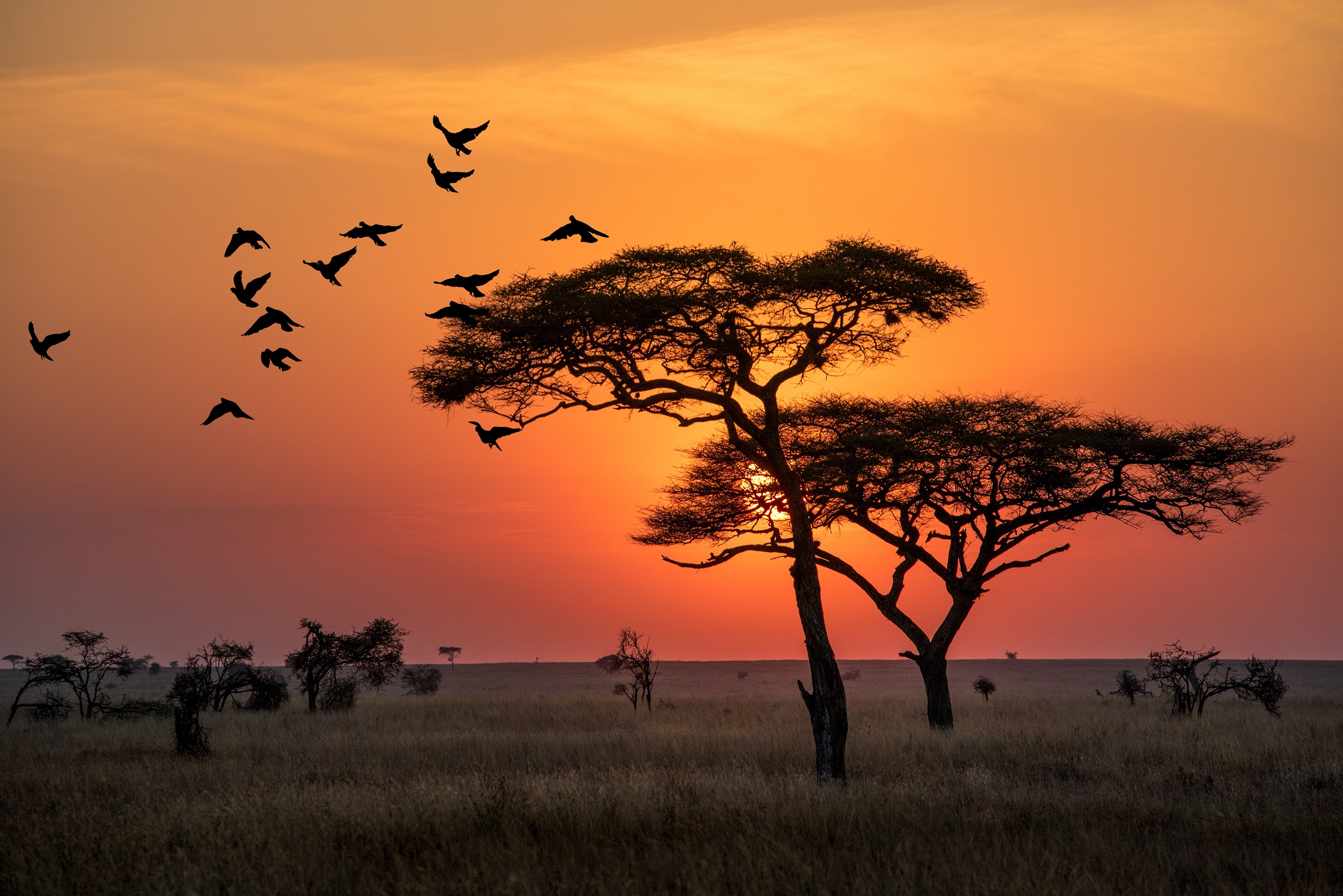 amazing-sunrise-in-serengeti-natural-park-of-tanzania_237980048.jpeg