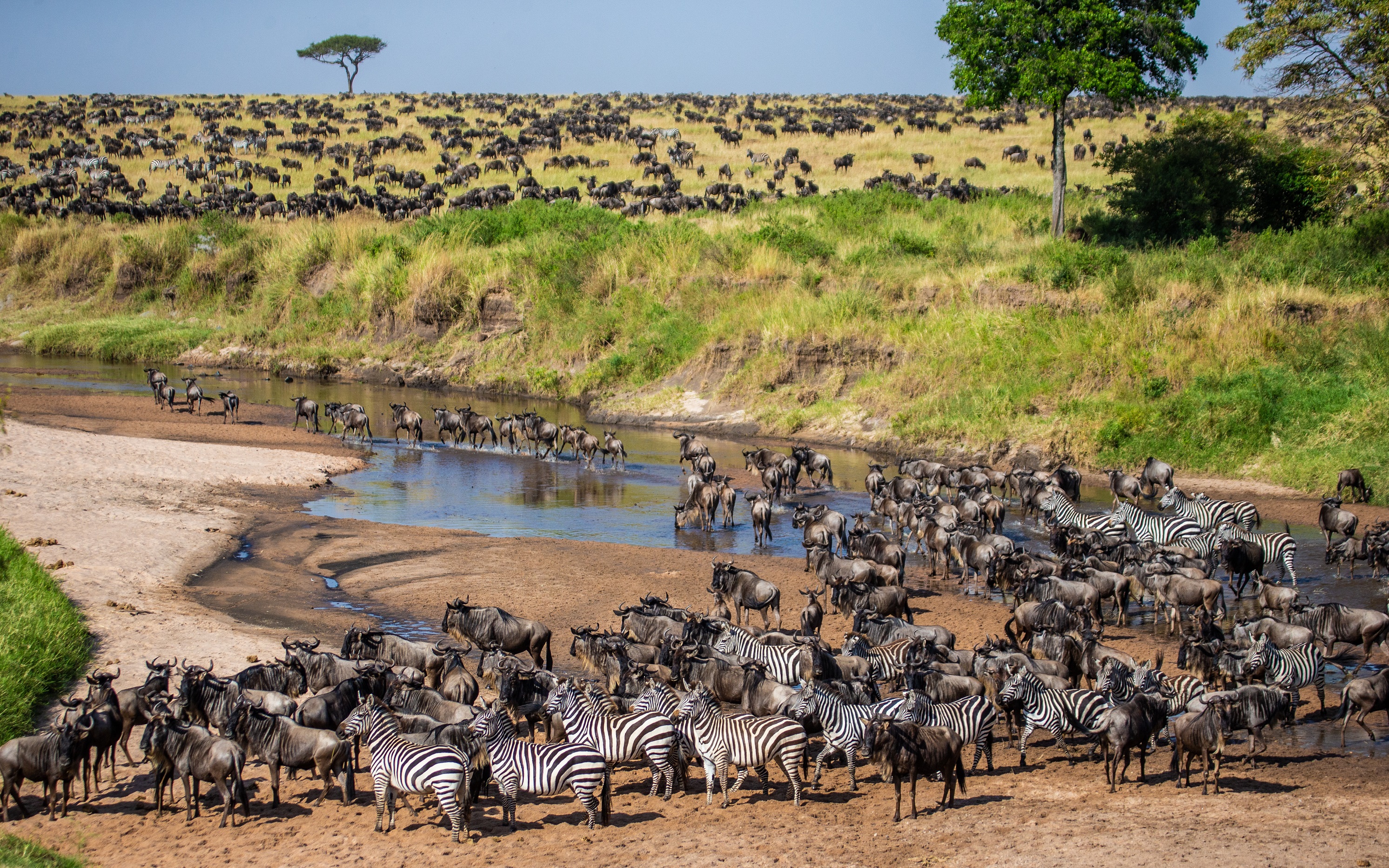 big-herd-of-wildebeest-in-the-savannah-great-migration-kenya-tanzania-maasai-mara-national-park228184245-2.jpeg