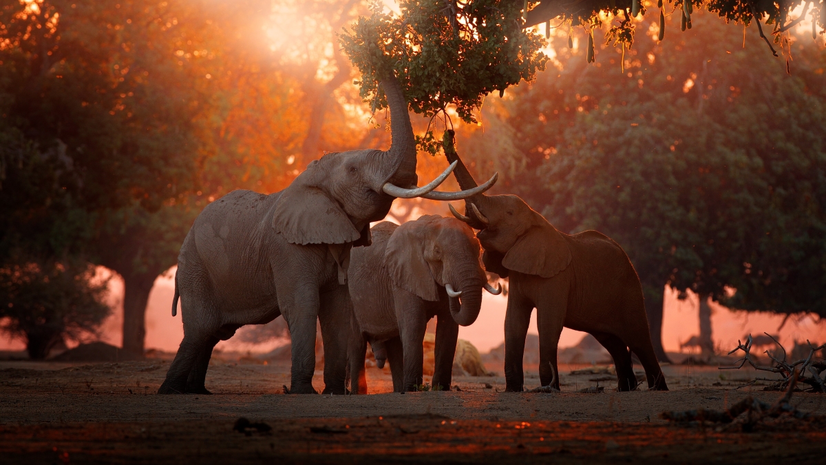elephant-feeding-tree-branch-mana-pools-zimbabwe-in-africa_303845906.jpeg