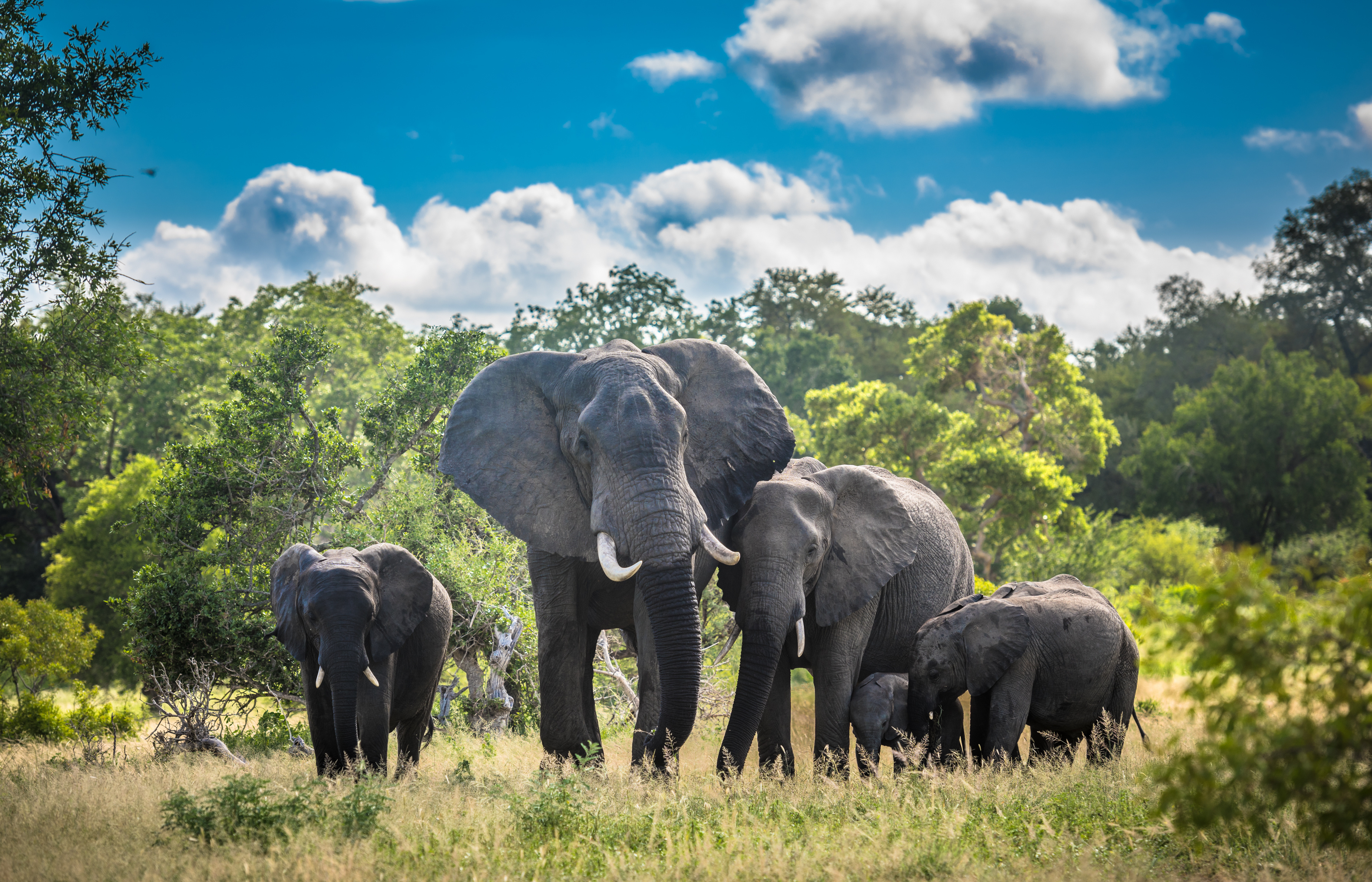 elephants-family-in-kruger-national-park-south-africa-AdobeStock_320641460.jpeg