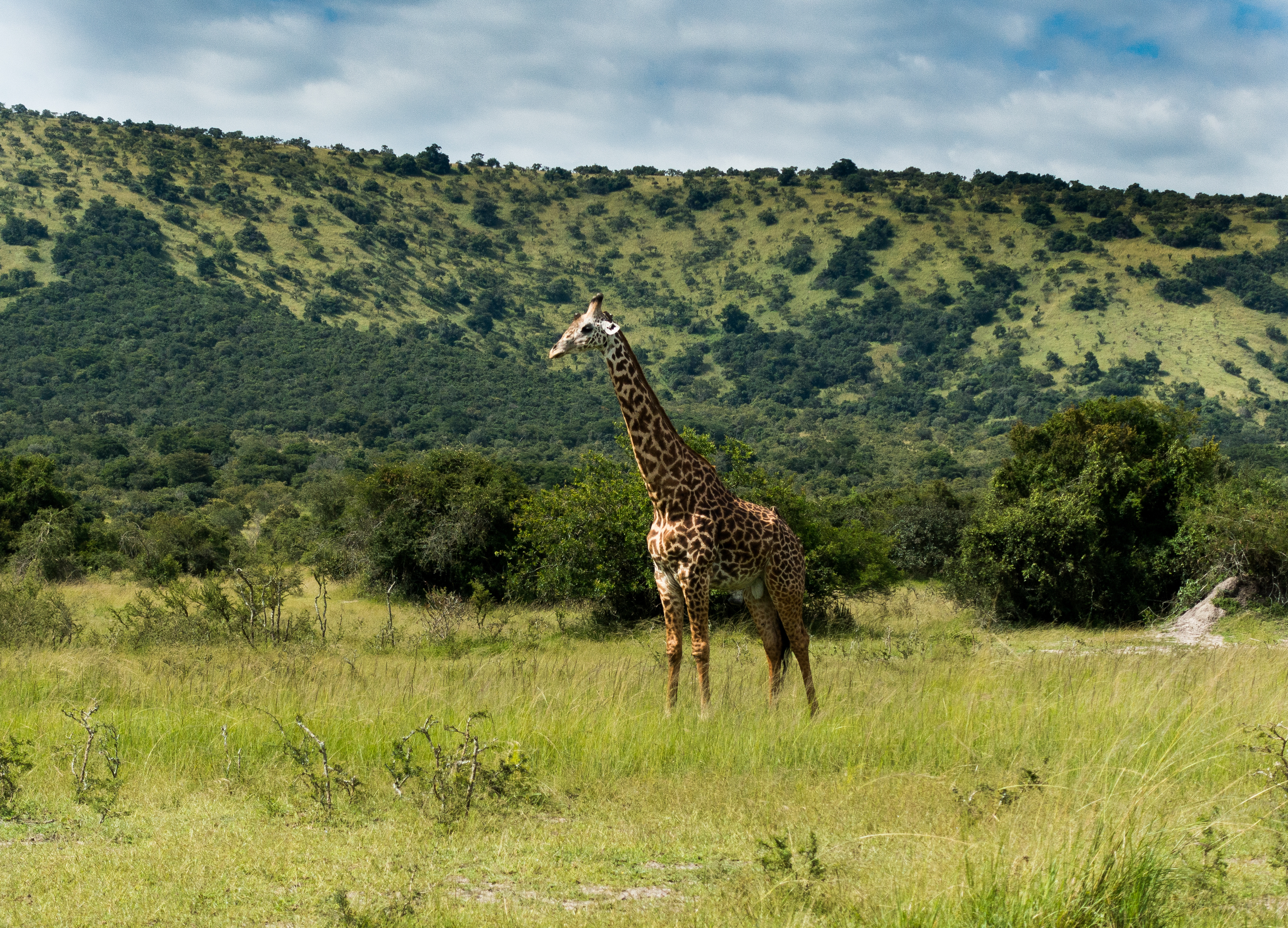 giraffe-in-the-akagera-national-park-rwanda-africa-adobestock366742990-1.jpeg