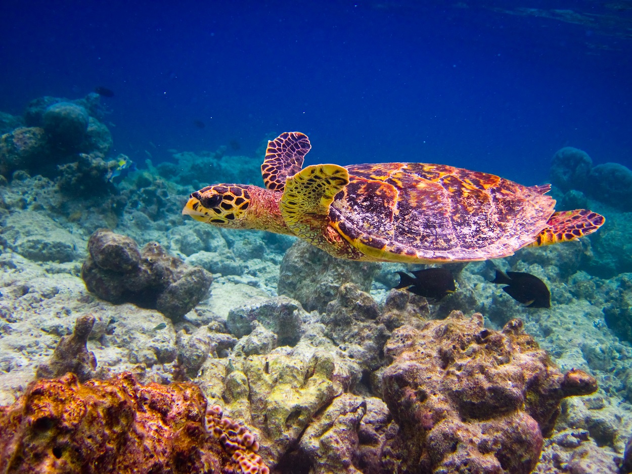 hawksbill-turtle-swiming-like-flying-adobestock17322651-1.jpeg