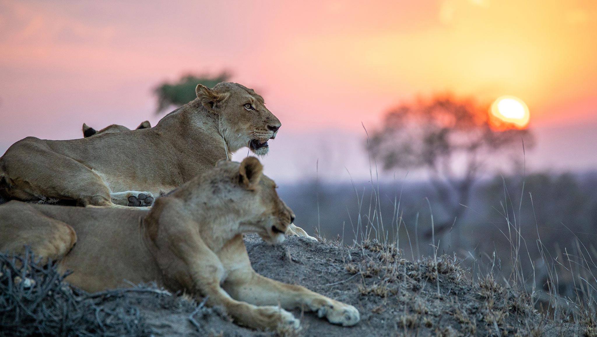 header-kruger-national-park-wildlife-lions-copyright-by-rhino-africa.jpg