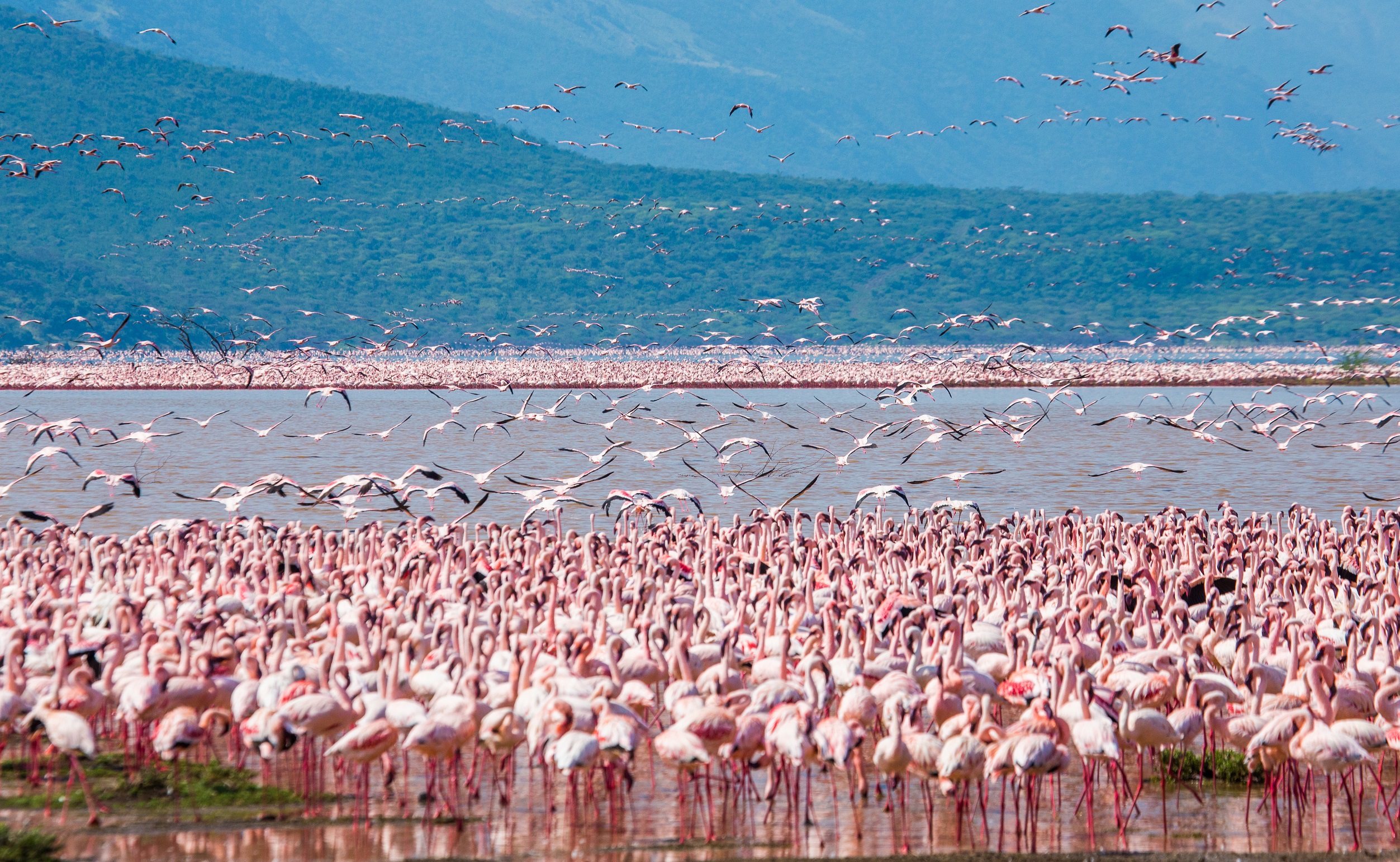 hundreds-of-thousands-of-flamingos-on-the-lake-kenya-africa-nakuru-national-park-AdobeStock_107602359.jpeg