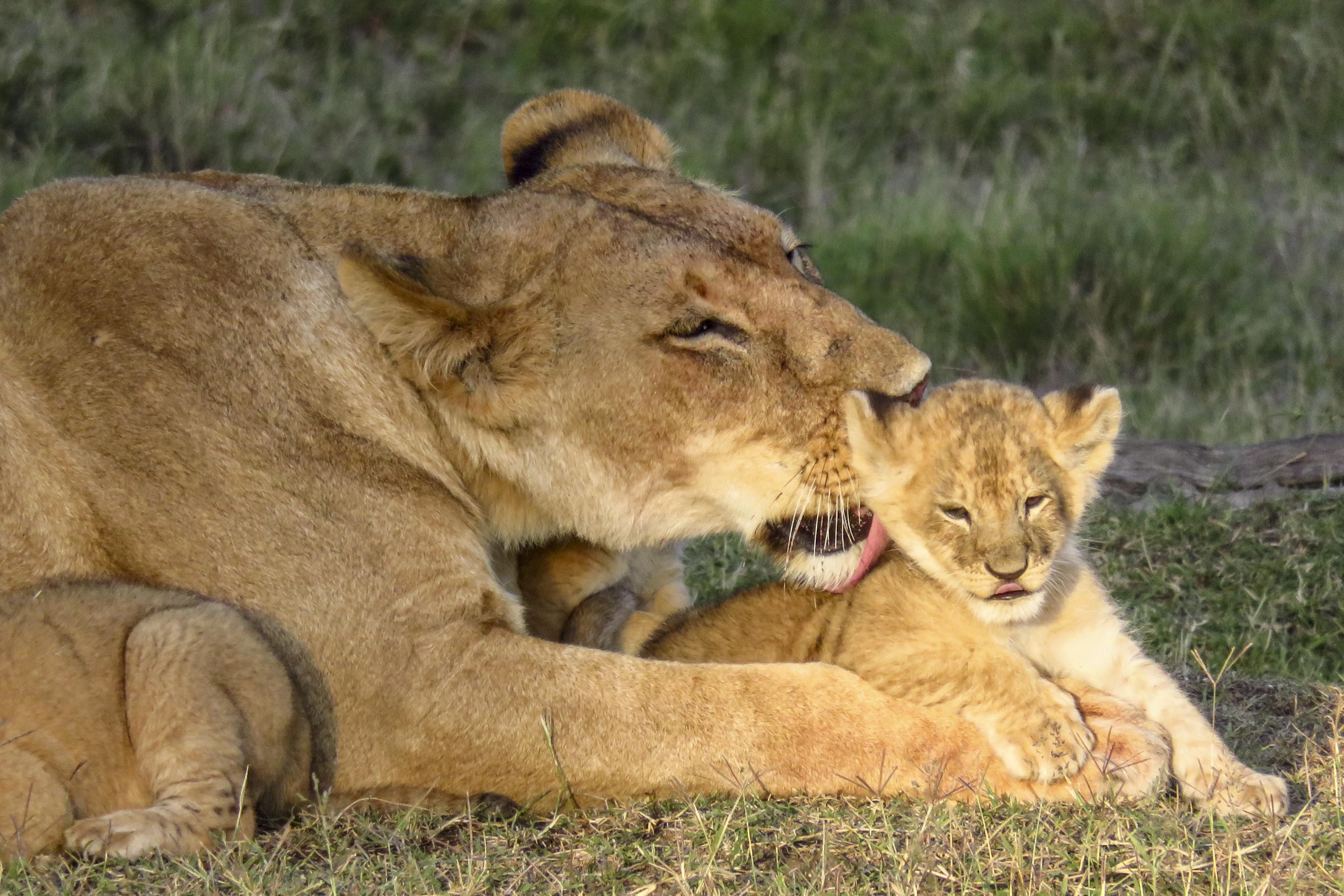 lion-licking-cub-kenya-6195.jpg