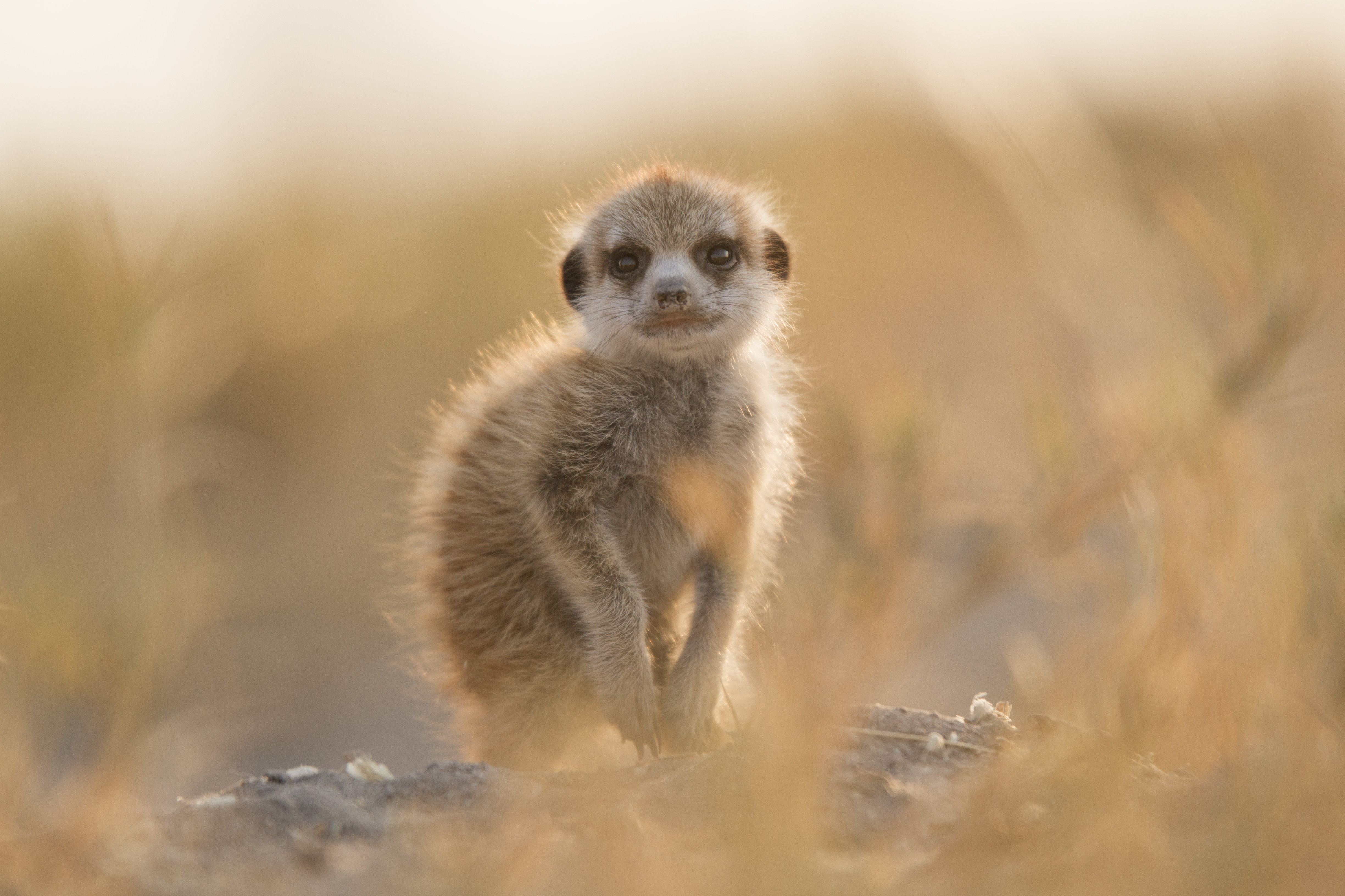 meerkat-jacks-camp-botswana-3192.jpg