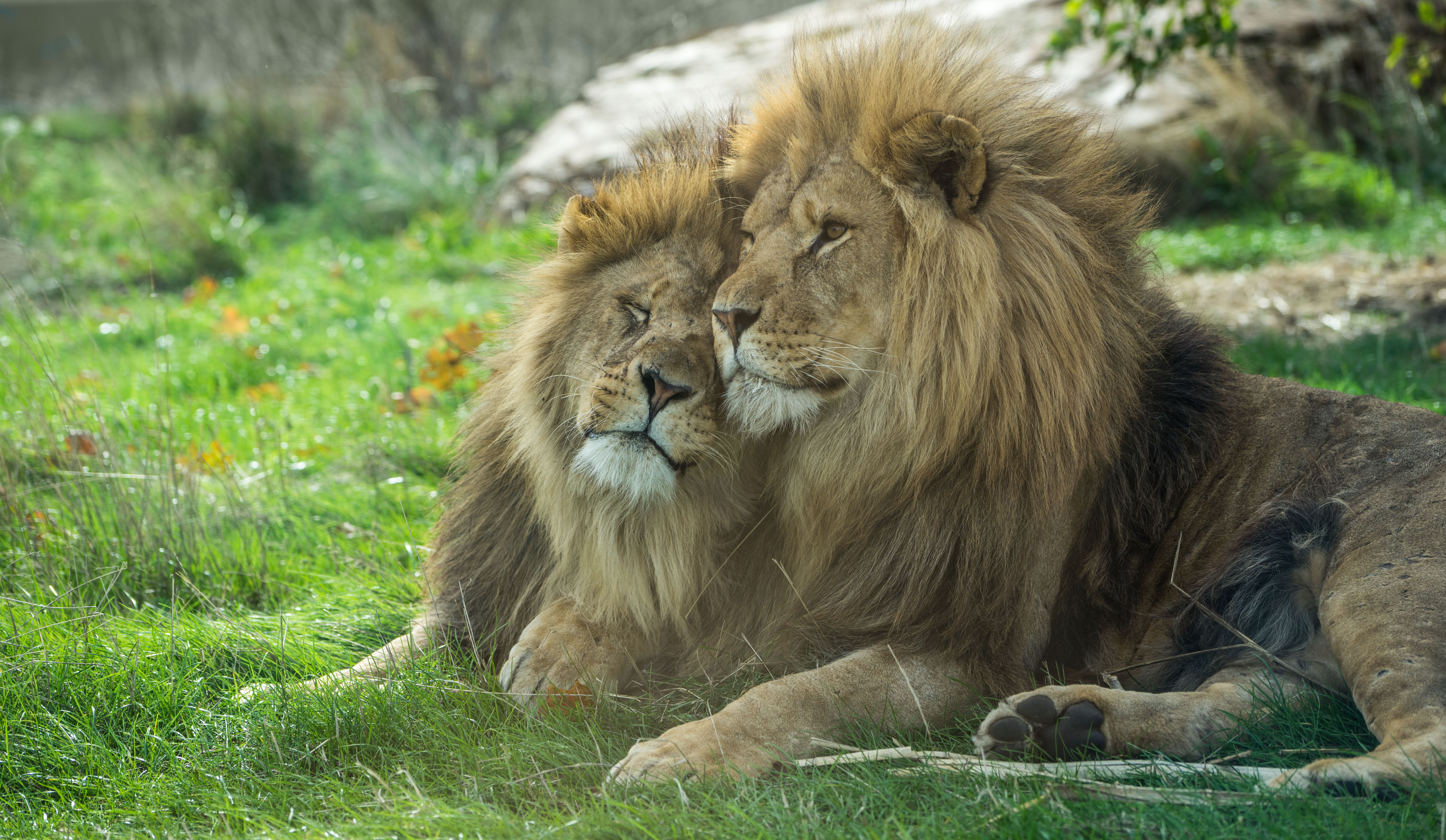 portrait-of-a-two-male-lions-nuzzling-adobestock234458950-1.jpeg