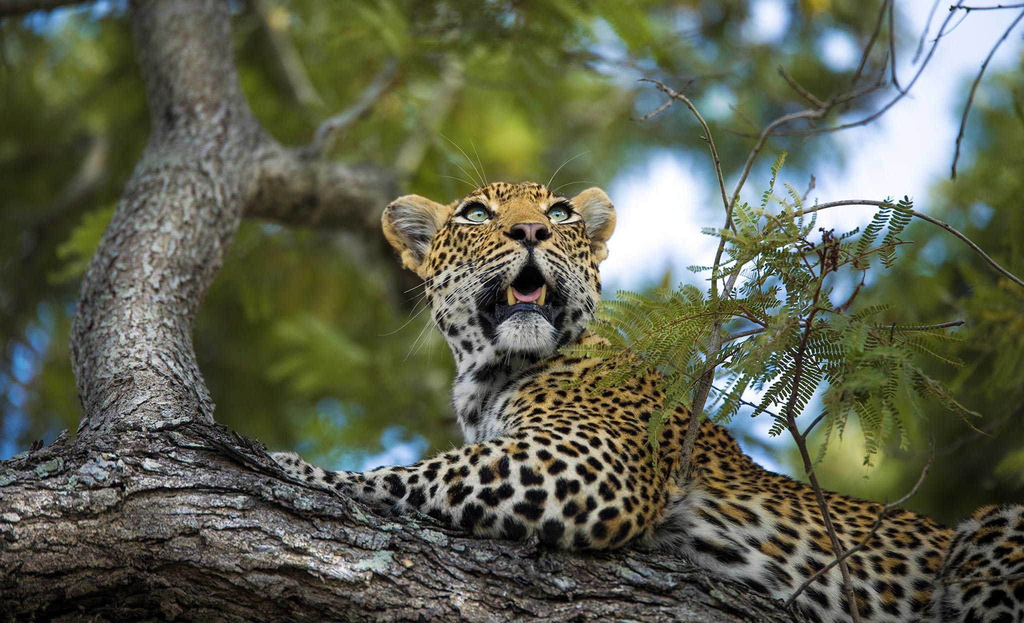 silvan-safaris-wildlife-leopard-in-tree-01.jpg