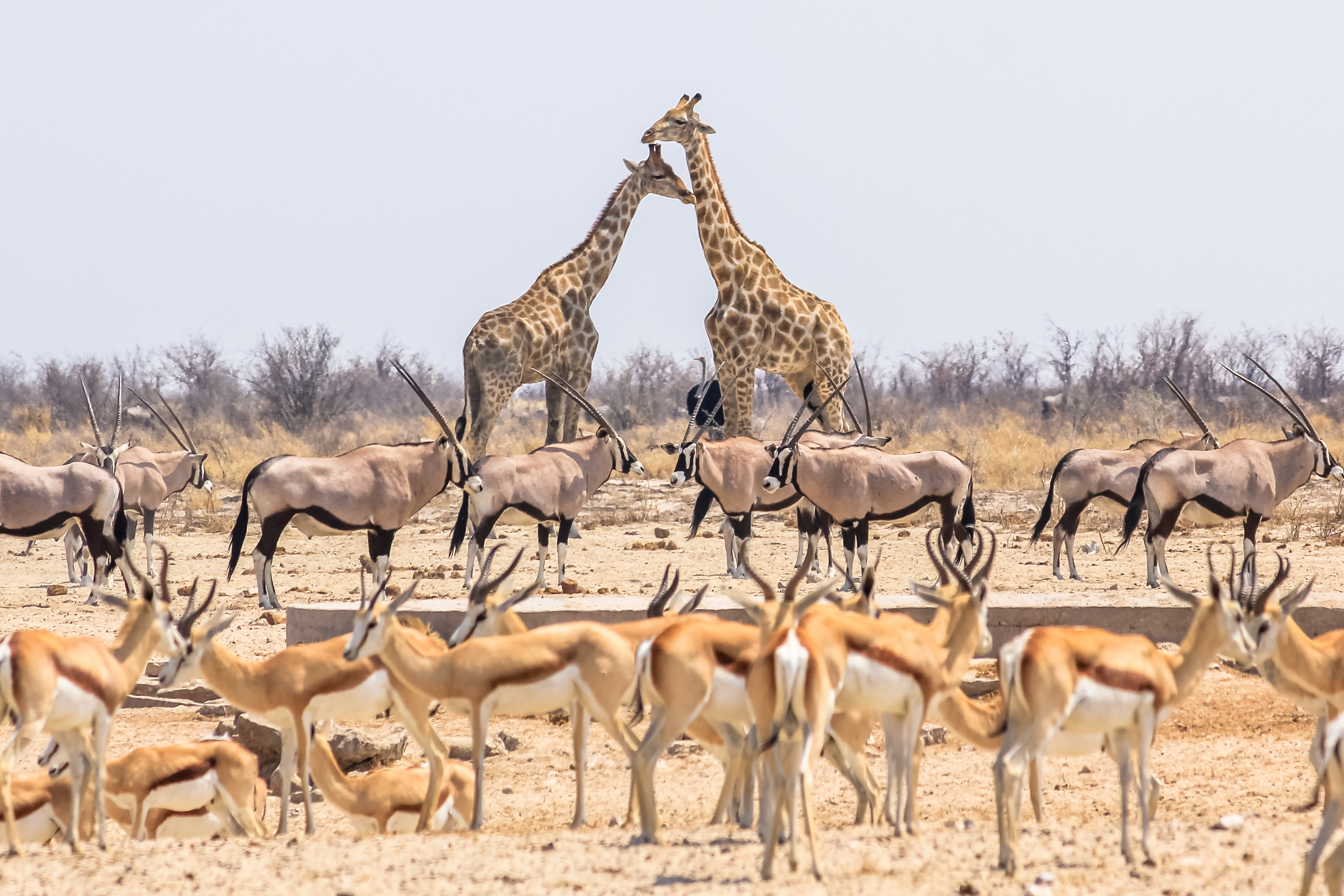 wild-animals-pyramid-with-giraffes-springboks-and-oryxs-in-namibian-savannah-of-etosha-national-park-in-namibia-AdobeStock_127531686.jpeg