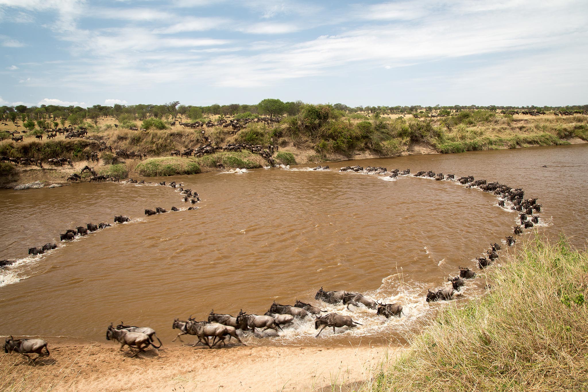 wildbeest-migration-between-serengeti-and-maasai-mara-national-park-AdobeStock_545145626.jpg
