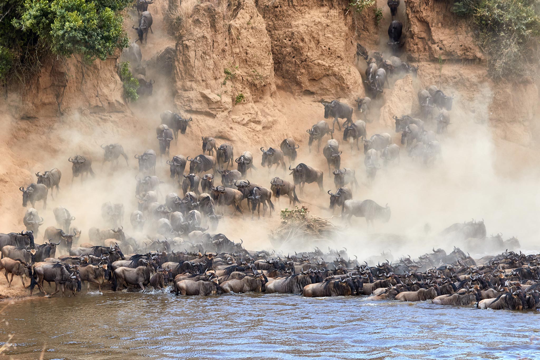 wildebeest-crossing-the-mara-river-during-the-annual-great-migration-AdobeStock_426824322.jpg