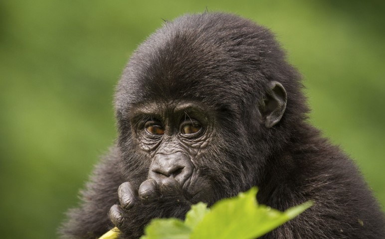 young-mountain-gorilla-volcanoes-national-park-rwanda-small-2.jpg