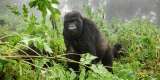 Large mountain gorilla walking through the jungle