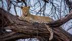 Leopard laying in a tree