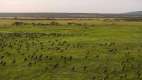 The great wildebeest migration at Mwiba Lodge