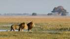 Two male lion walking through the grass at Busanga Bush Camp